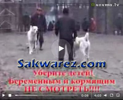 http://sak.ucoz.es/zurguud/Dog_Fighting_Lol.jpg